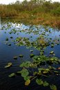 Free Pond Royalty Free Stock Images - 1013589
