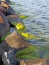 Free Flora Of The Sea Royalty Free Stock Images - 1014369