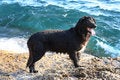 Free Wet Dog Royalty Free Stock Photo - 1014755