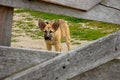 Free Laughable Protector Stock Photography - 1016012