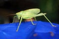 Free Locust Stock Image - 1016101
