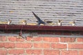 Free Swallow Feeding Chicks Royalty Free Stock Photos - 1016138