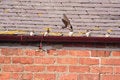 Free Parent Swallow Feeding Fledglings Royalty Free Stock Image - 1016166