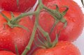Free Tomatoes Royalty Free Stock Photography - 1016517