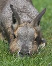 Free Mara Rodent Stock Image - 1017171