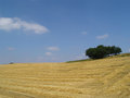 Free Harvest Summer Stock Image - 1019921