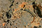 Free Lizard In The Sun Royalty Free Stock Images - 1010179