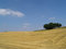 Free Harvest Summer Stock Image - 1019921