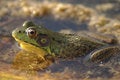 Free Pond Resident Stock Image - 1020971