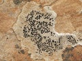 Free Growth On Rocks Royalty Free Stock Photography - 1022627
