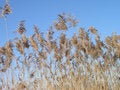 Free Flora Royalty Free Stock Image - 1024156