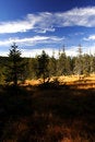 Free Peat-bog In Giant Mountains Royalty Free Stock Image - 1024466