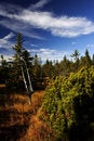 Free Peat-bog In Giant Mountains Royalty Free Stock Images - 1024619