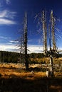 Free Peat-bog In Giant Mountains Stock Photography - 1024842
