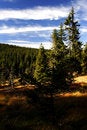 Free Peat-bog In Giant Mountains Stock Images - 1025024