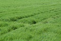 Free Diagonal In Grass Stock Image - 1028961