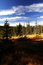 Free Peat-bog In Giant Mountains Royalty Free Stock Image - 1024466