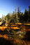 Free Peat-bog In Giant Mountains Stock Images - 1025034