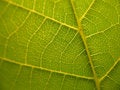 Free Detailed Leaf Veins Texture Stock Photography - 10213482