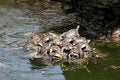 Free Tortoise In Pond Stock Photography - 1030062