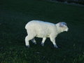 Free Lighted Lamb Stock Images - 1033164