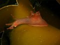 Free Nudibranch Royalty Free Stock Photo - 1037735