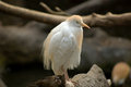 Free Cattle Egret Stock Photography - 1038712