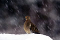 Free Wild Dove In Snow Royalty Free Stock Photos - 1039538