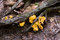 Free Yellow Fungus Royalty Free Stock Photos - 1030598