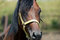 Free Stallion Stock Image - 1036151