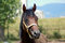 Free Stallion Stock Images - 1036154