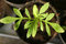 Free Small Plant Royalty Free Stock Images - 1036869