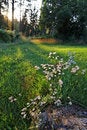 Free Flowers In Countryside Royalty Free Stock Photography - 10342037