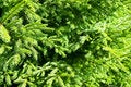 Free Closeup Of Spruce Branches Stock Photos - 10349083