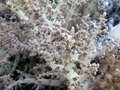 Free Soft Corals Royalty Free Stock Photos - 1040418