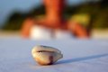 Free A Shell Stock Photos - 1040803