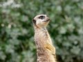 Free Meerkat Stock Image - 1042731