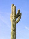 Free Golfing In The Desert Royalty Free Stock Image - 1043856