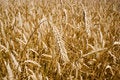 Free Ears Of Corn Stock Photography - 1045972