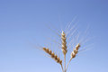 Free 3 Ears Of Corn Stock Photo - 1046140