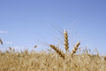 Free 3 Ears Of Corn Royalty Free Stock Photos - 1046238