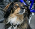 Free Nice Dog 3 Stock Photos - 1046493