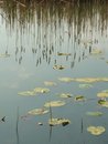 Free Cattail S Reflection Stock Image - 1048801