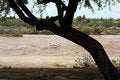 Free Desert Tree Wash Stock Image - 1048851