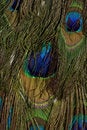 Free Peacock Feathers Royalty Free Stock Images - 1049749