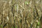 Free Golden Wheatfield 2 Stock Photos - 1042103