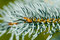 Free Spruce Branch Royalty Free Stock Photography - 1044047