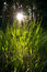 Free Backlit Grasses Royalty Free Stock Photos - 1044598