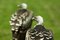 Free Two Vulture Royalty Free Stock Photography - 1047217