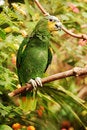 Free Amazon Parrot Stock Photos - 10446113